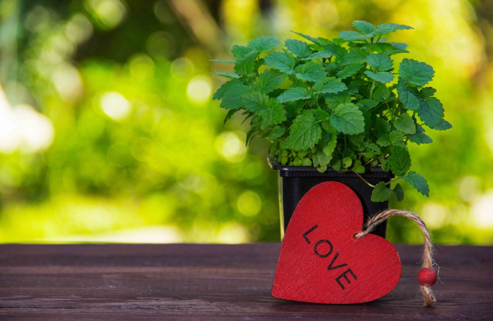 aromatic-mint-wooden-table-young-sprigs-mint-green-blurred-background-red-wooden-heart-copy-space